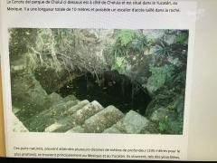 Yucatan, Mexique, les puits sacrés des mayas , Axolotl,